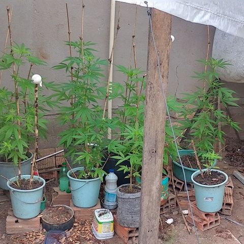Lobisomem  growlog timeline photo