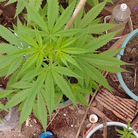 Lobisomem  growlog timeline photo
