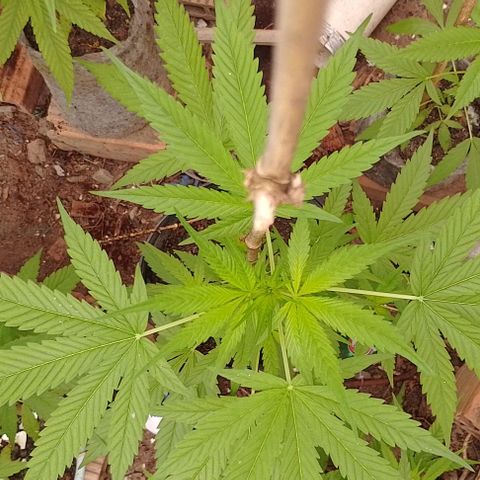 Lobisomem  growlog timeline photo