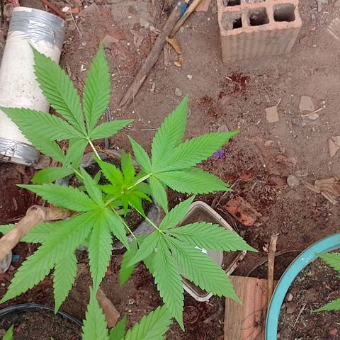 Lobisomem  growlog timeline photo
