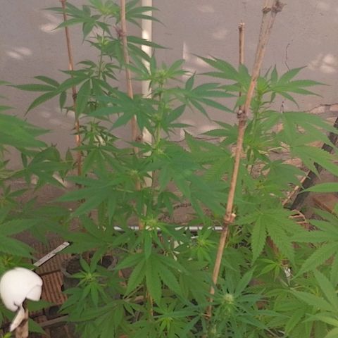 Lobisomem  growlog timeline photo
