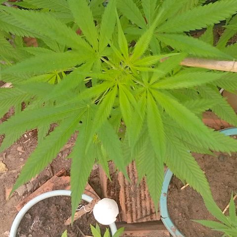 Lobisomem  growlog timeline photo