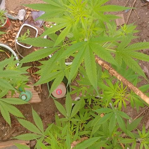 Lobisomem  growlog timeline photo