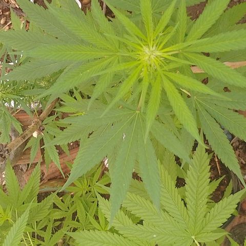 Lobisomem  growlog timeline photo