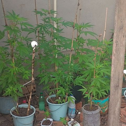 Lobisomem  growlog timeline photo