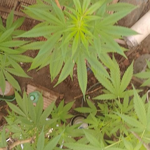 Lobisomem  growlog timeline photo