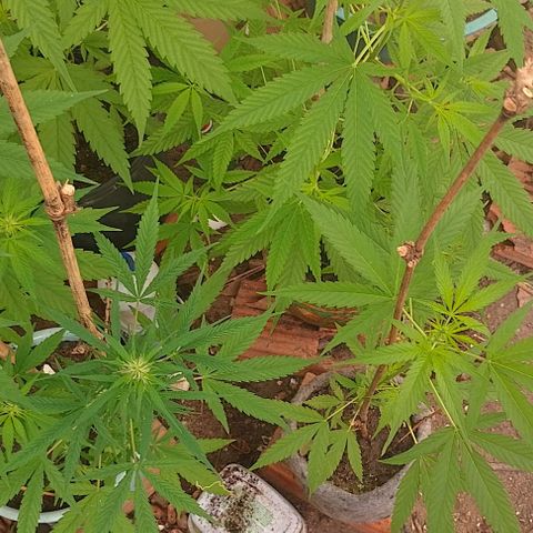 Lobisomem  growlog timeline photo