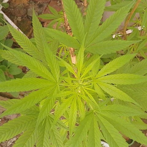 Lobisomem  growlog timeline photo