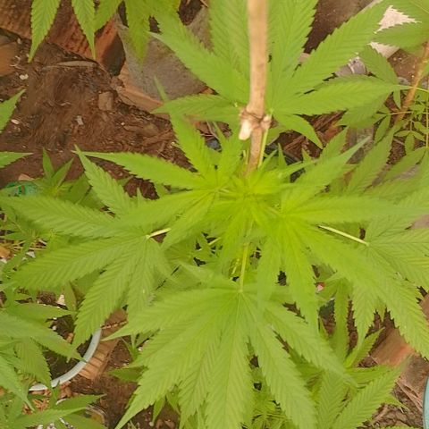 Lobisomem  growlog timeline photo