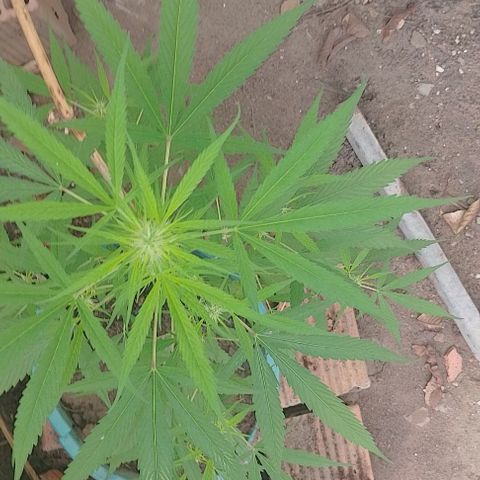 Lobisomem  growlog timeline photo