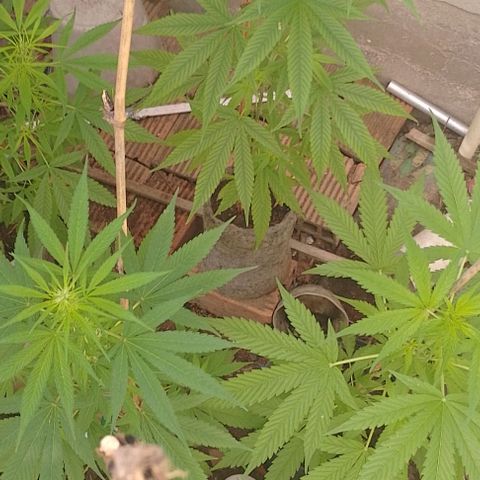 Lobisomem  growlog timeline photo