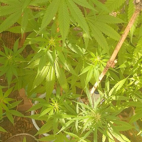 Lobisomem  growlog timeline photo