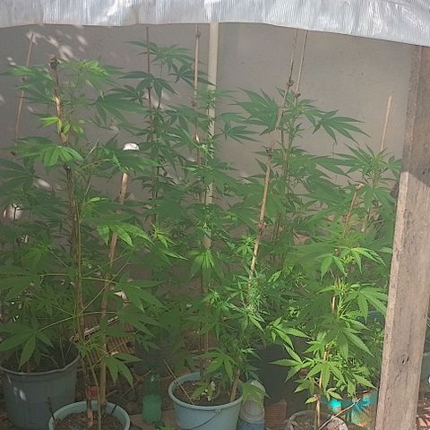 Lobisomem  growlog timeline photo