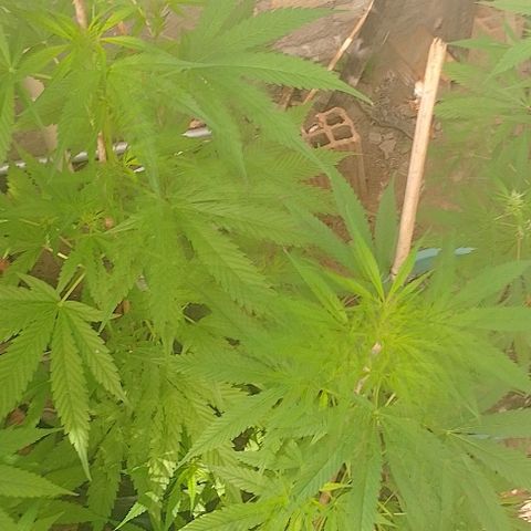 Lobisomem  growlog timeline photo