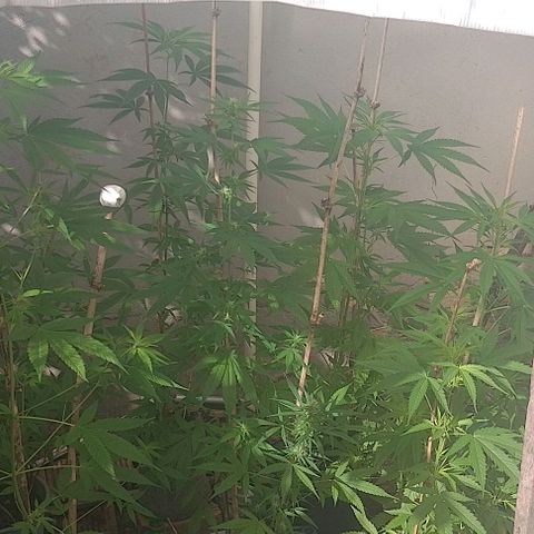 Lobisomem  growlog timeline photo