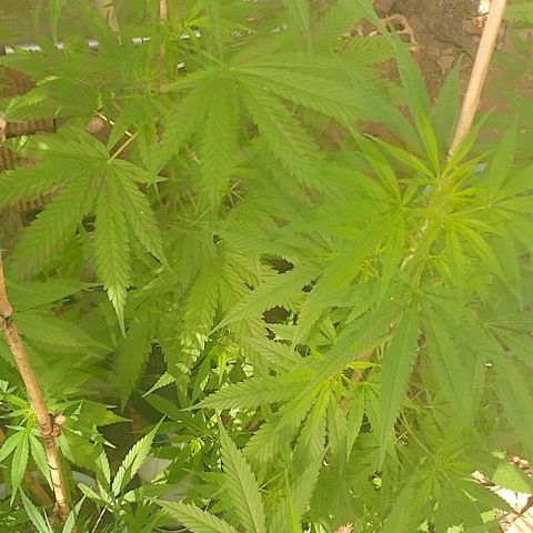 Lobisomem  growlog timeline photo