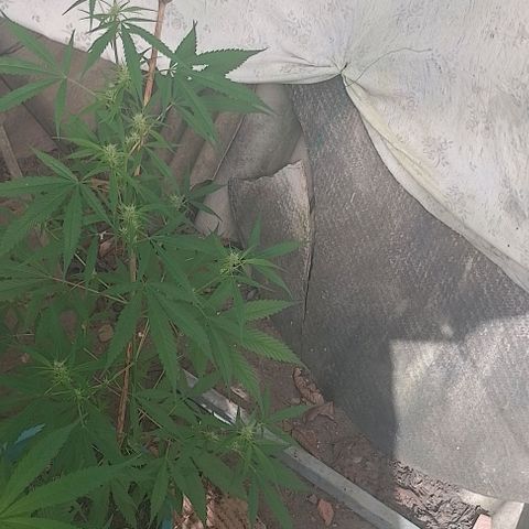 Lobisomem  growlog timeline photo