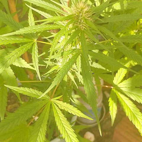 Lobisomem  growlog timeline photo