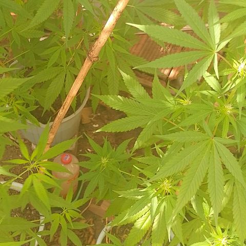 Lobisomem  growlog timeline photo