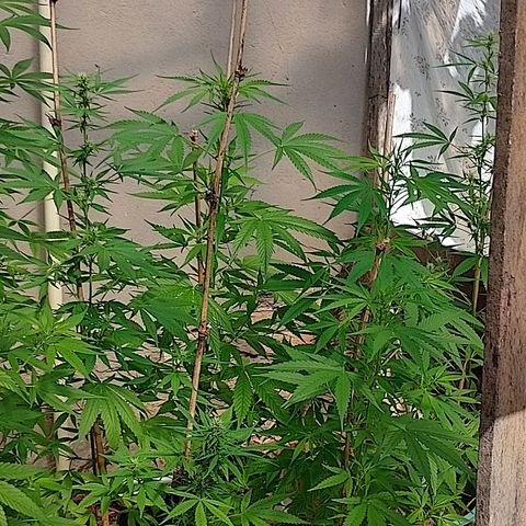 Lobisomem  growlog timeline photo