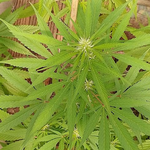 Lobisomem  growlog timeline photo