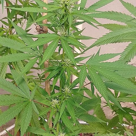 Lobisomem  growlog timeline photo