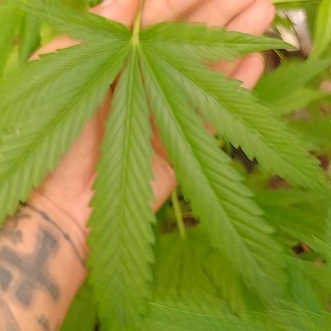 Lobisomem  growlog timeline photo