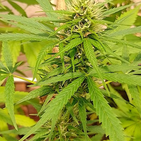 Lobisomem  growlog timeline photo