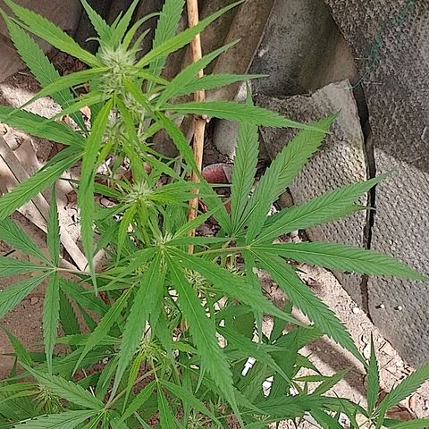 Lobisomem  growlog timeline photo