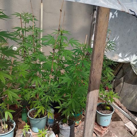 Lobisomem  growlog timeline photo