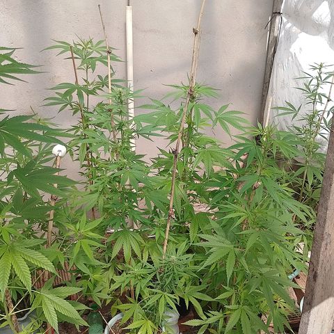 Lobisomem  growlog timeline photo