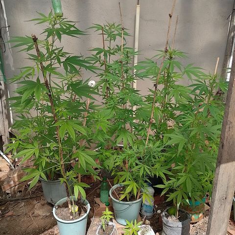 Lobisomem  growlog timeline photo