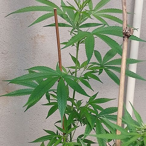 Lobisomem  growlog timeline photo