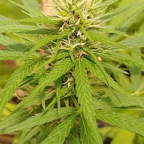 Lobisomem  growlog timeline photo