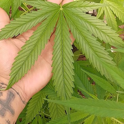Lobisomem  growlog timeline photo