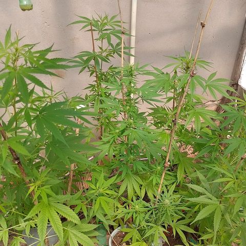 Lobisomem  growlog timeline photo