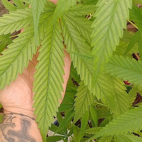 Lobisomem  growlog timeline photo