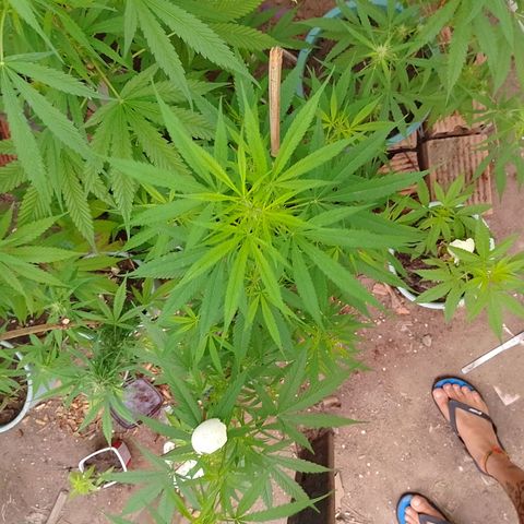 Lobisomem  growlog timeline photo