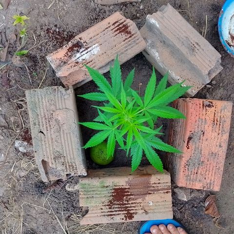 Lobisomem  growlog timeline photo