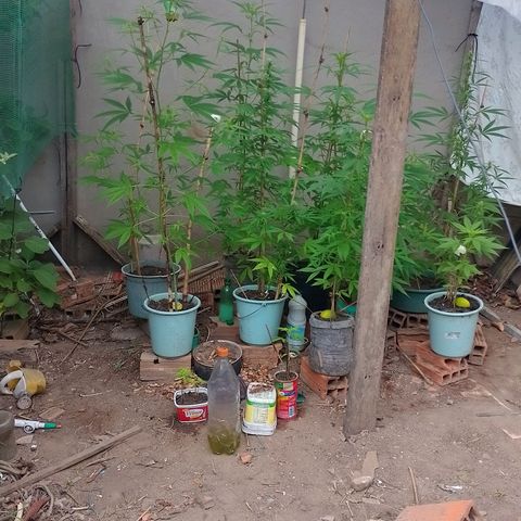 Lobisomem  growlog timeline photo