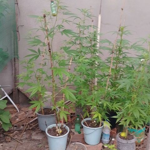 Lobisomem  growlog timeline photo