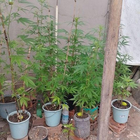 Lobisomem  growlog timeline photo