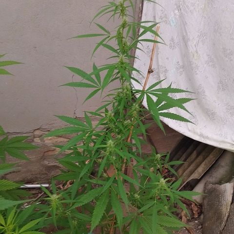 Lobisomem  growlog timeline photo