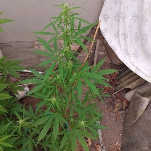 Lobisomem  growlog timeline photo