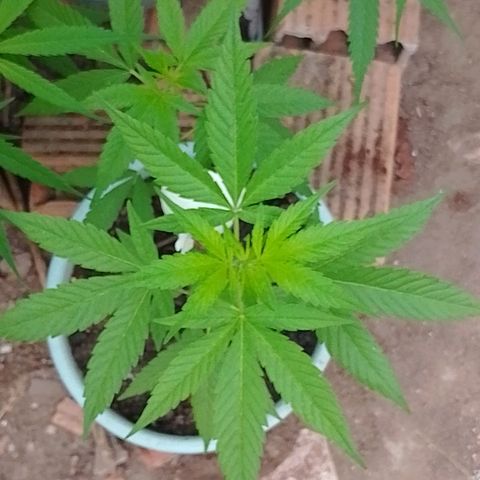 Lobisomem  growlog timeline photo