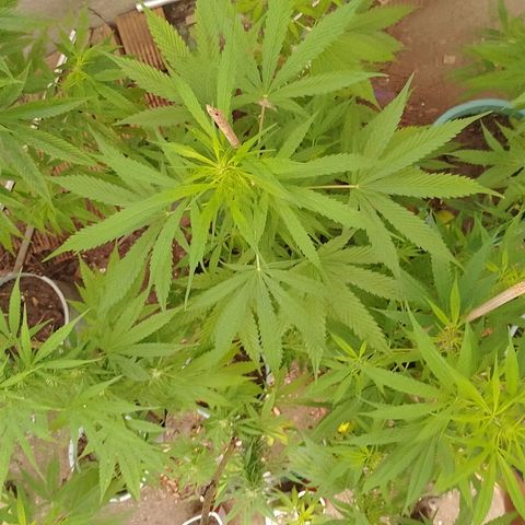 Lobisomem  growlog timeline photo