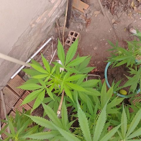Lobisomem  growlog timeline photo