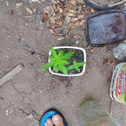Lobisomem  growlog timeline photo