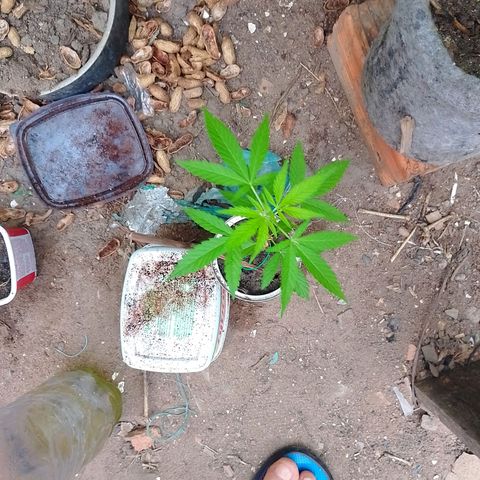Lobisomem  growlog timeline photo