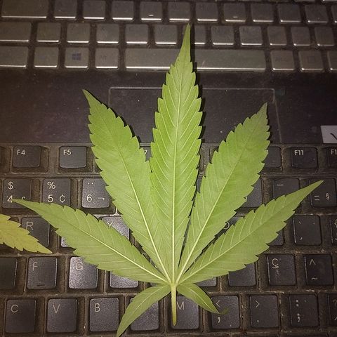 Lobisomem  growlog timeline photo